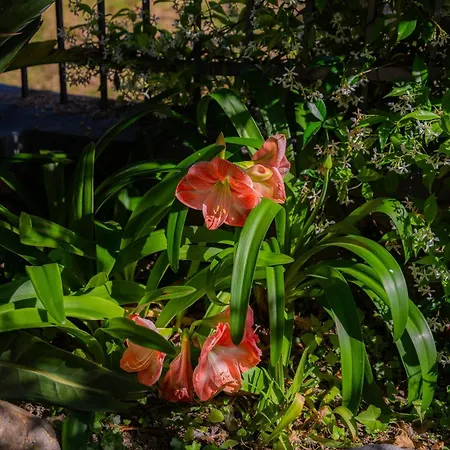 Mafalda ピエトラ・リーグレ